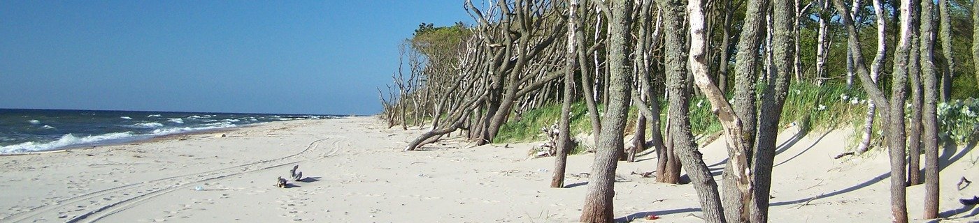 drzewa na plaży na mierzei jeziora Kopań